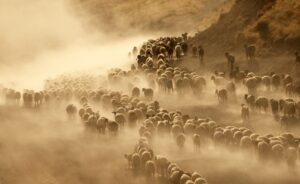 چرا رویکردهای مرسوم توسعه بازار در مورد رمه گردان ها موثر نیستند؟