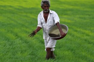 سبز کردن زمین های بایر، هندوستان سبزتر را تضمین نمی کند